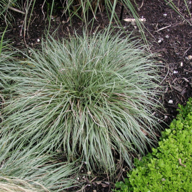 Carex ornithopoda 'Variegata'