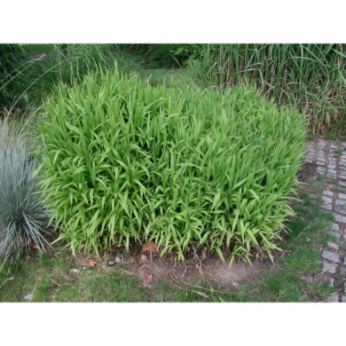 Chasmanthium latifolium