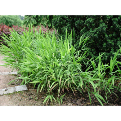 Chasmanthium latifolium