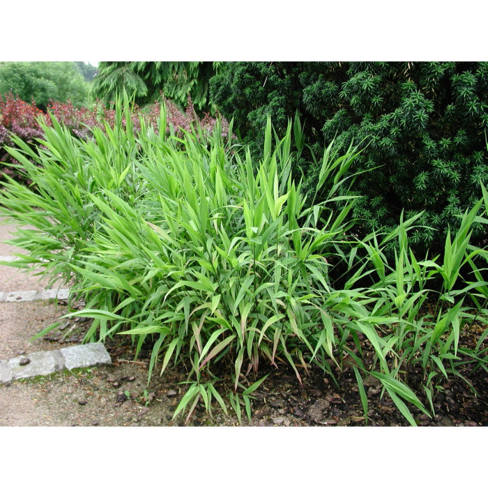 Chasmanthium latifolium