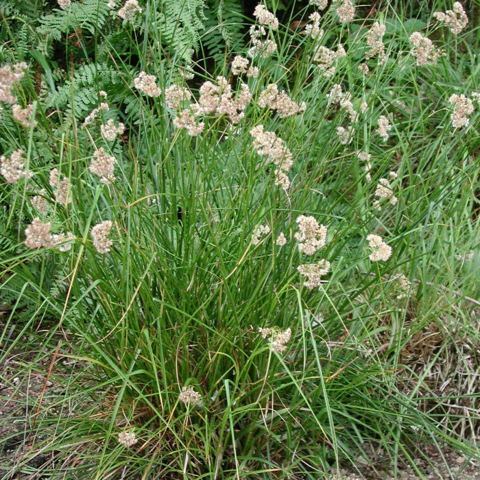 Luzula nivea