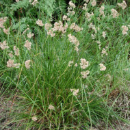 Luzula nivea
