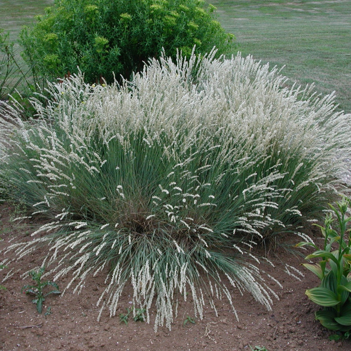 Melica ciliata