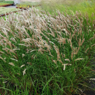 Melica ciliata