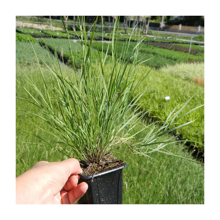 Melica ciliata