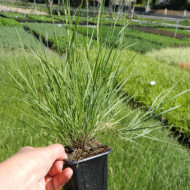 Melica ciliata