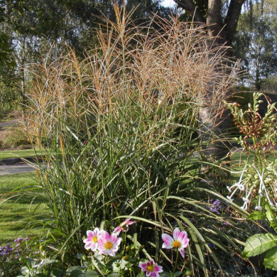 Miscanthus sinensis 'Adagio'