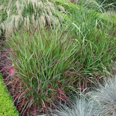 Panicum virgatum 'Rehbraun'