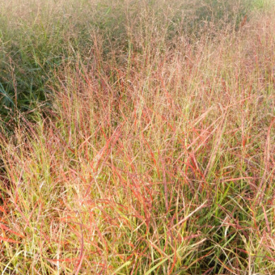 Panicum virgatum 'Rehbraun'