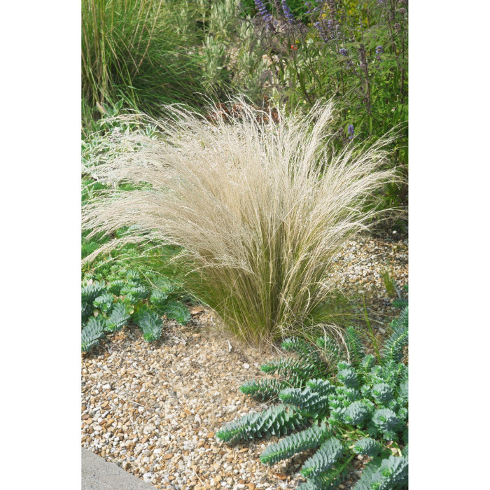 Stipa capillata
