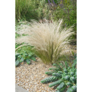 Stipa capillata