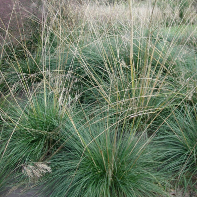 Stipa gigantea