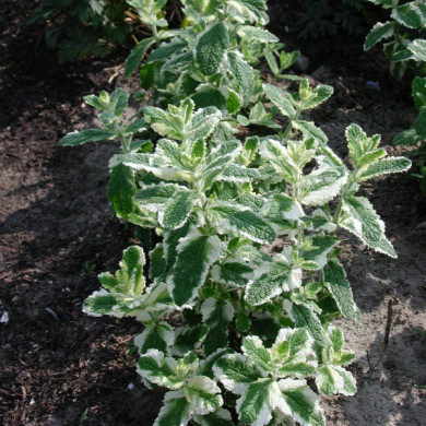 Mentha suaveolens 'Variegata'