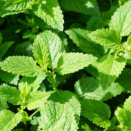 Mentha spicata