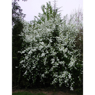 Exochorda x macrantha
