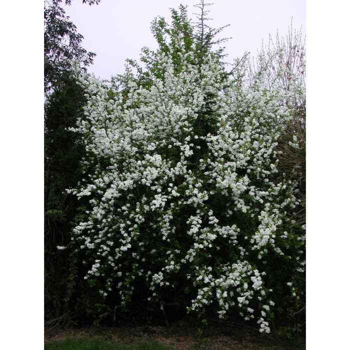 Exochorda x macrantha