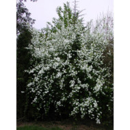 Exochorda x macrantha