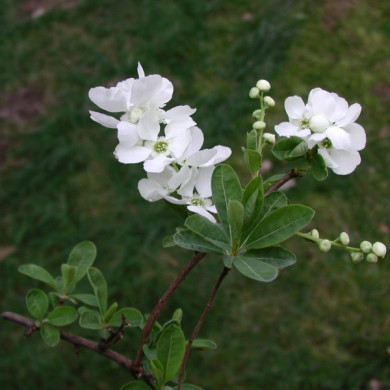 Exochorda x macrantha