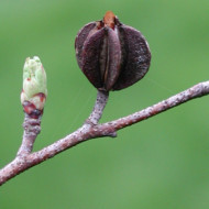 Exochorda x macrantha
