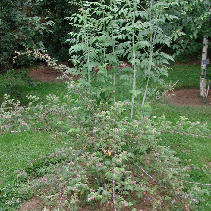 Rubus thibetanus