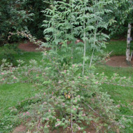 Rubus thibetanus