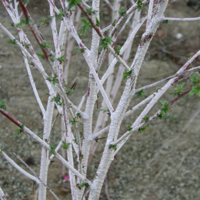 Rubus thibetanus