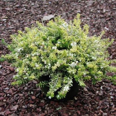 Erica carnea 'Golden Starlet'