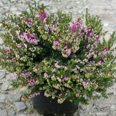 Erica carnea 'Rosalie'