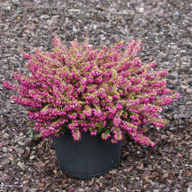 Erica x darleyensis 'Eva Gold'
