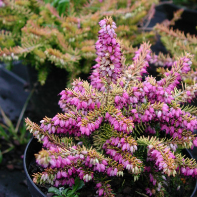 Erica x darleyensis 'Eva Gold'
