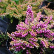 Erica x darleyensis 'Eva Gold'