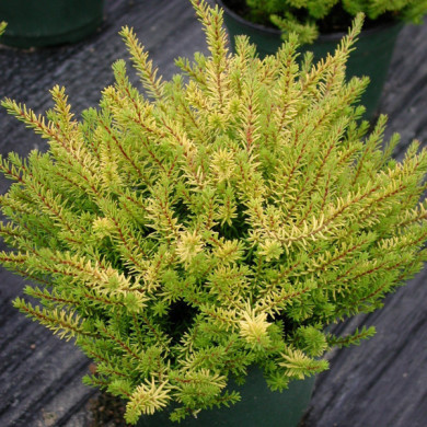 Erica x darleyensis 'Mary Helen'
