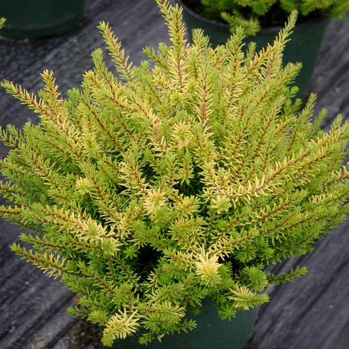 Erica x darleyensis 'Mary Helen'