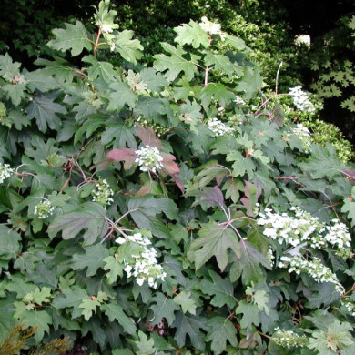 Hydrangea quercifolia