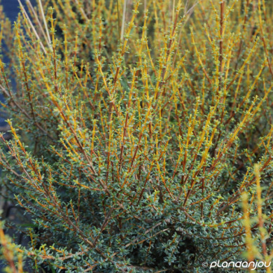 Olearia solandri 'Aurea'