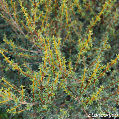 Olearia solandri 'Aurea'