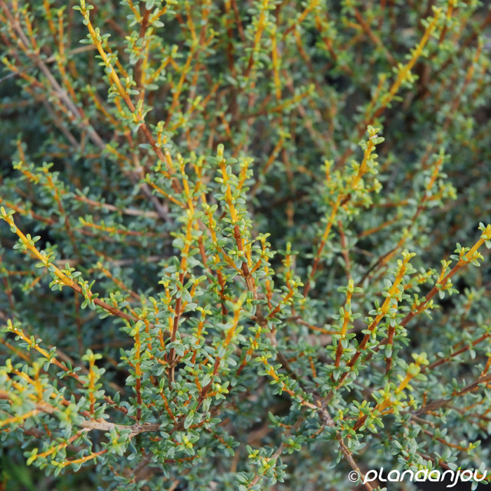 Olearia solandri 'Aurea'