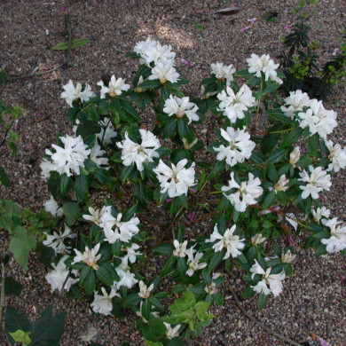 Rhododendron 'Dora Amateis'