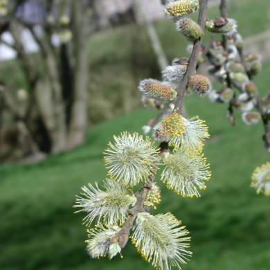 Salix caprea