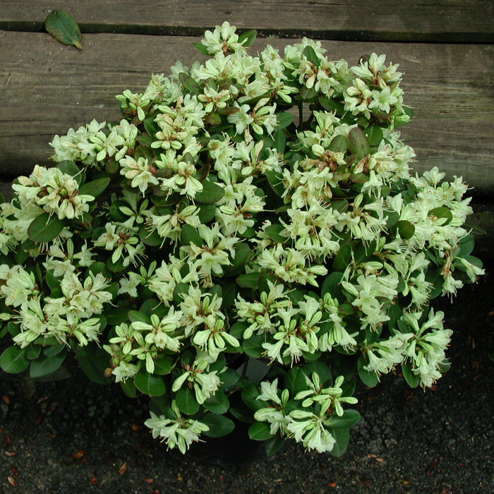 Rhododendron 'Yellow Petticoats'