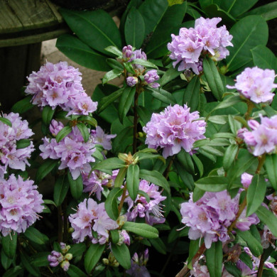 Rhododendron 'Intrifast'