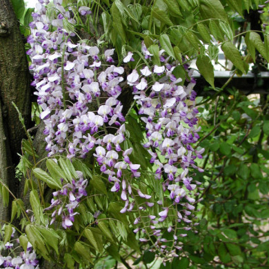 Wisteria sinensis 'Prolific'
