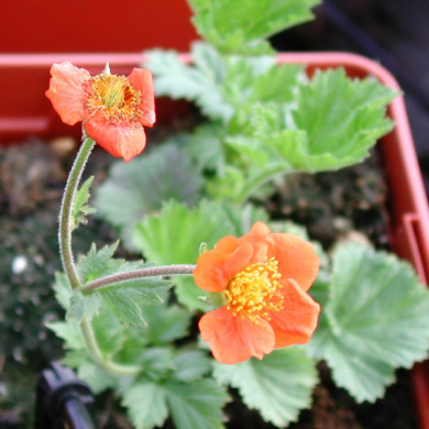 Geum coccineum 'Borisii'