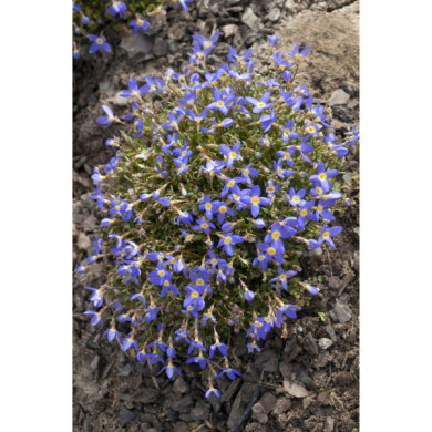 Houstonia caerulea