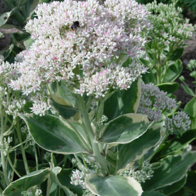 Sedum 'Frosty Morn'