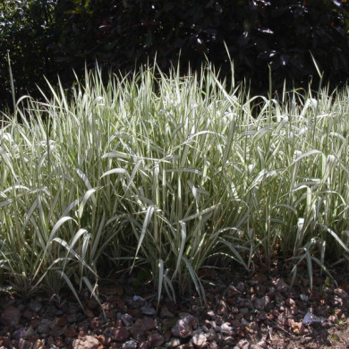 Phalaris arundinacea 'Feesey'