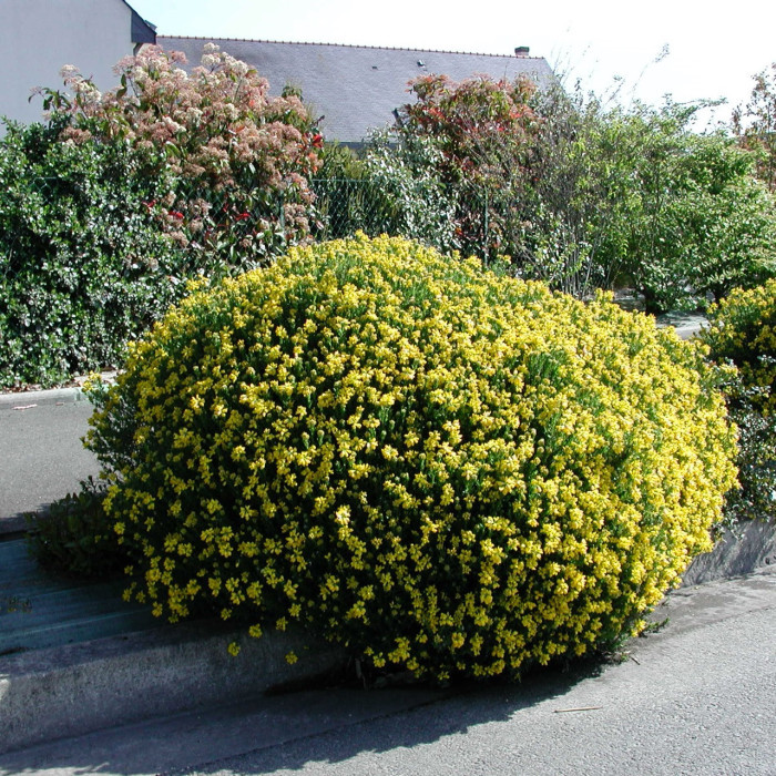 Genista hispanica