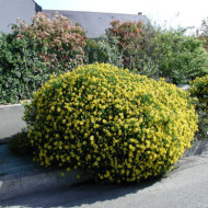Genista hispanica