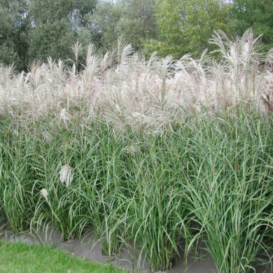 Miscanthus sinensis 'Silberfeder'