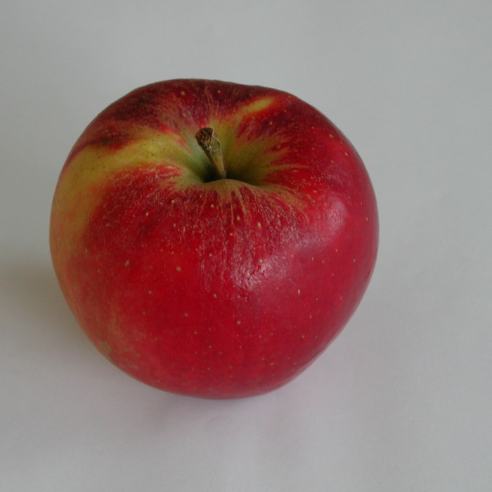 Pommier 'Elstar'